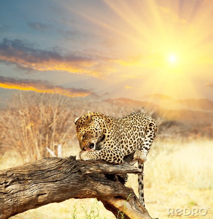 Bild Tier Leopard im Sonnenuntergang