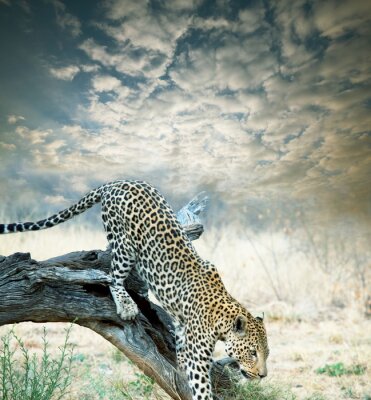 Tier Leopard kommt vom Ast herunter