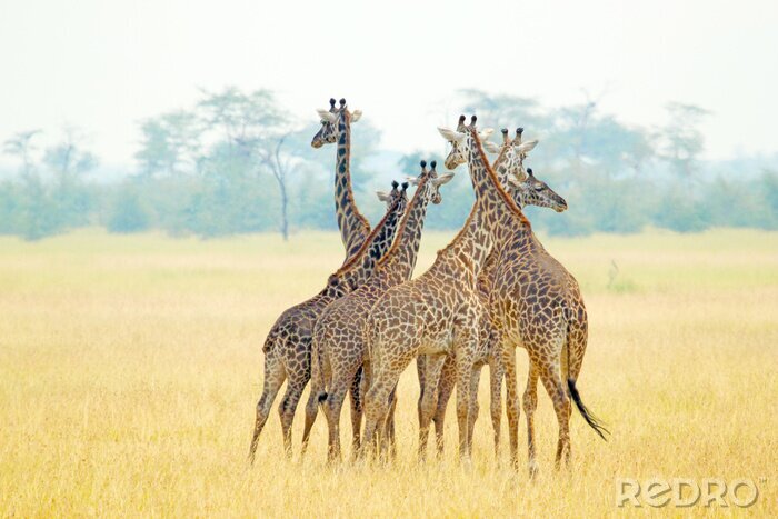 Bild Tiere Afrika in Gruppe