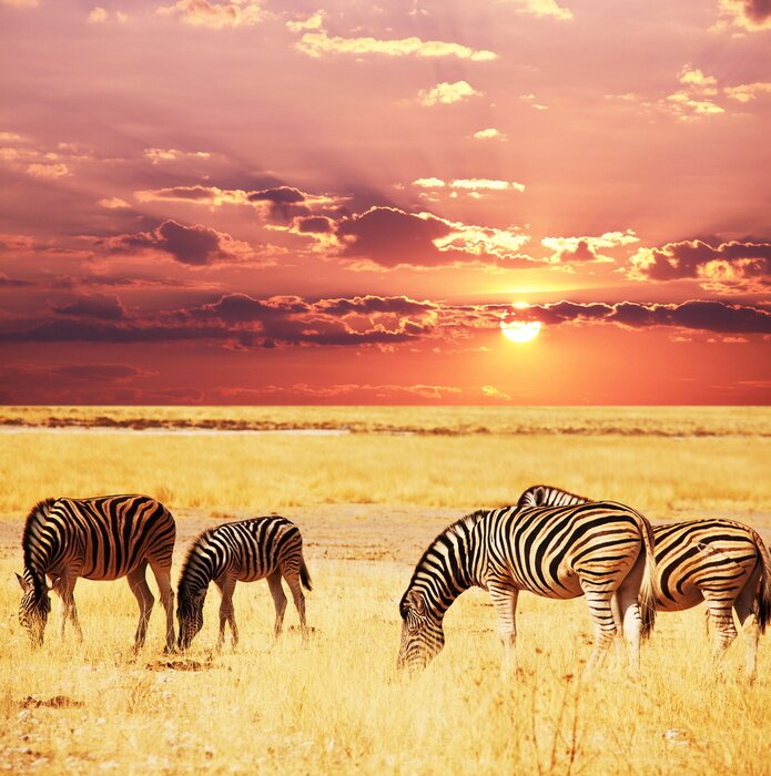 Bild Tiere am Hintergrund der untergehenden Sonne