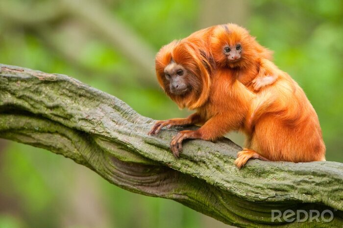 Bild Tiere exotische rote Affen