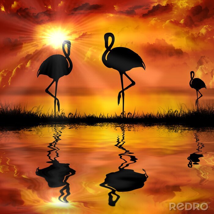 Bild Tiere Flamingos in der Sonne
