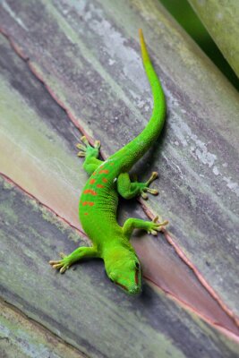 Tiere hellgrüner Gecko auf Holzboden