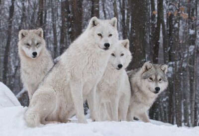 Bild Tiere im Wald Wölfe