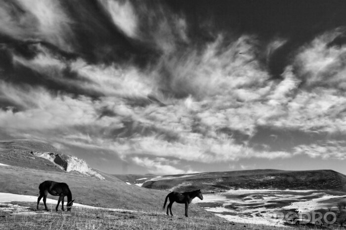 Bild Tiere in der Landschaft