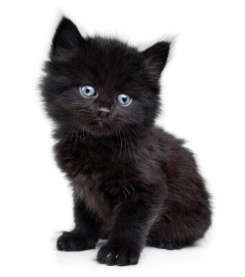 Tiere Kätzchen mit blauen Augen und schwarzem Fell