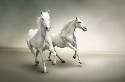 Bild Tiere Pferde