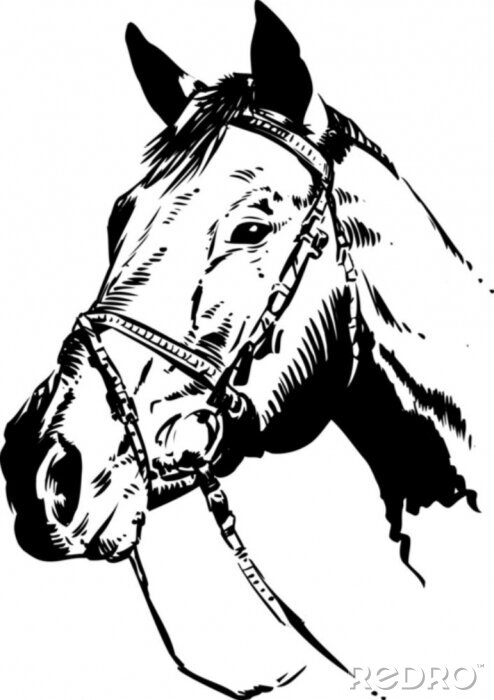 Bild Tiere Pferdekopf mit schwarzer Linie gemalt