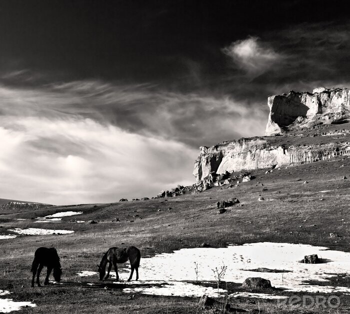 Bild Tiere und schwarz-weiße Landschaft