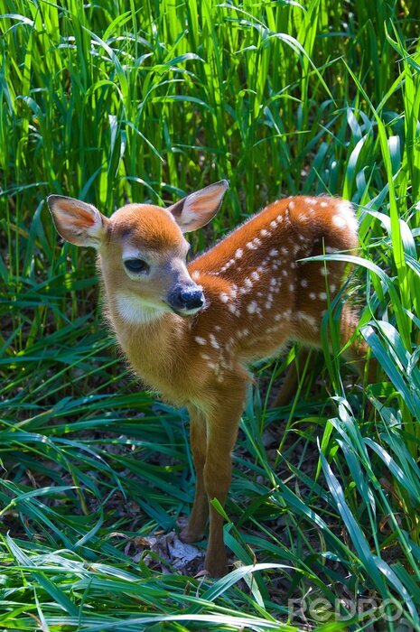 Bild Tiere Wald Reh zwischen hohen Gräsern