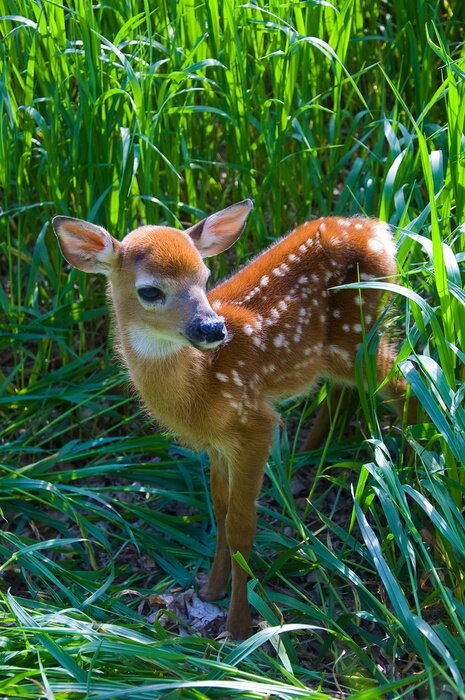 Bild Tiere Wald Reh zwischen hohen Gräsern