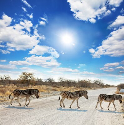 Tiere Zebras überqueren die Straße