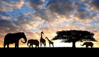 Bild Tiersilhouetten auf Safari