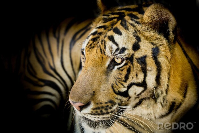 Bild Tiger 3D auf schwarzem Hintergrund