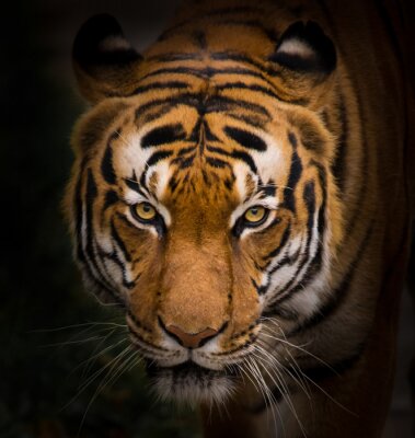 Bild Tiger auf dunklem Hintergrund