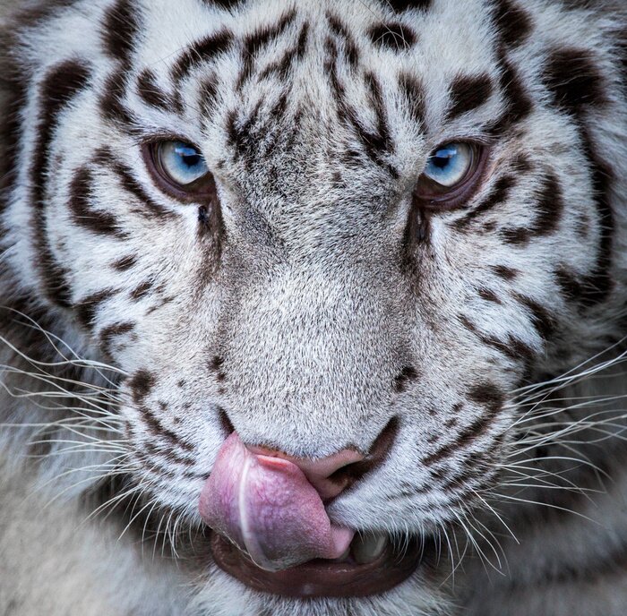 Bild Tiger beim Ablecken