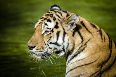 Tiger im Profil gesehen