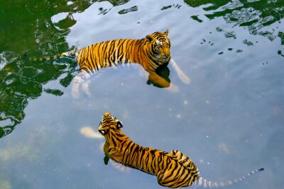Bild Tiger im Wasser