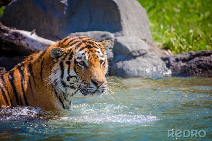 Bild Tiger im Wasser