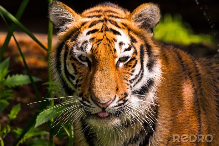 Bild Tiger in seinem Lebensraum