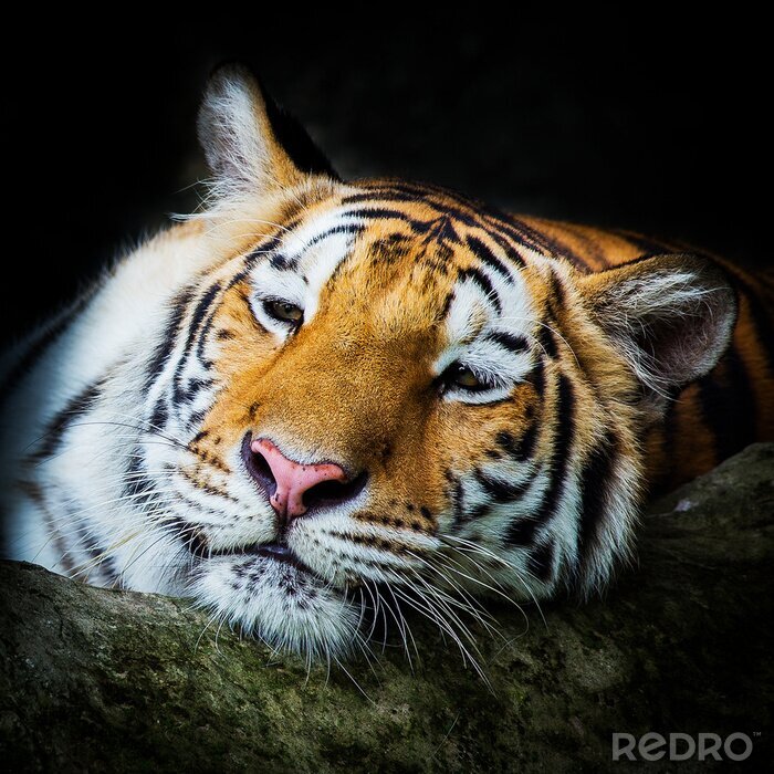 Bild Tiger lehnt sich an einen Baumstamm und ruht
