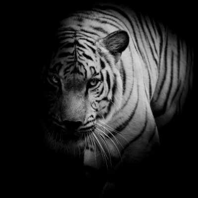 Tiger mit hellen Augen versteckt sich im Schatten