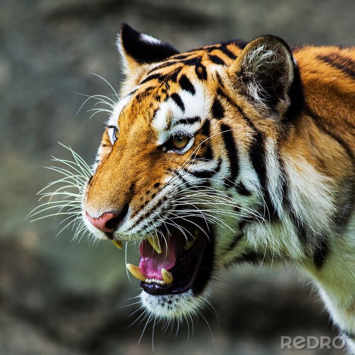 Bild Tiger mit offenem Maul Porträt