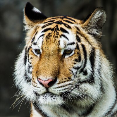 Tiger: Porträt im Grünen