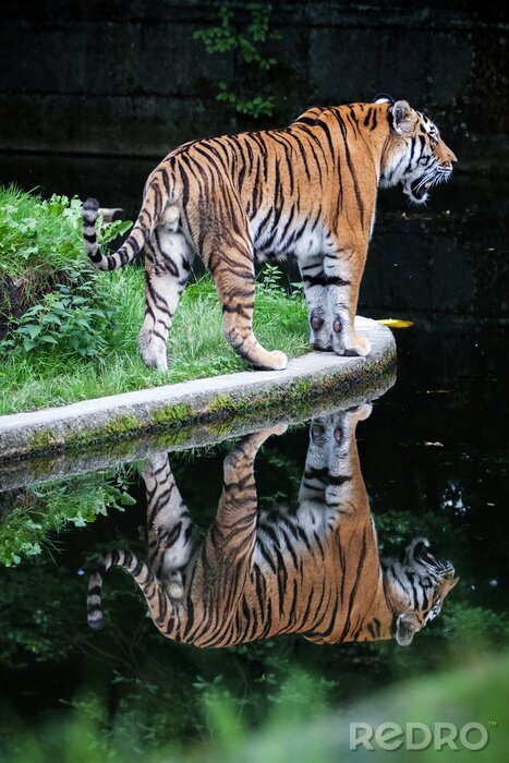 Bild Tiger-spiegelbild