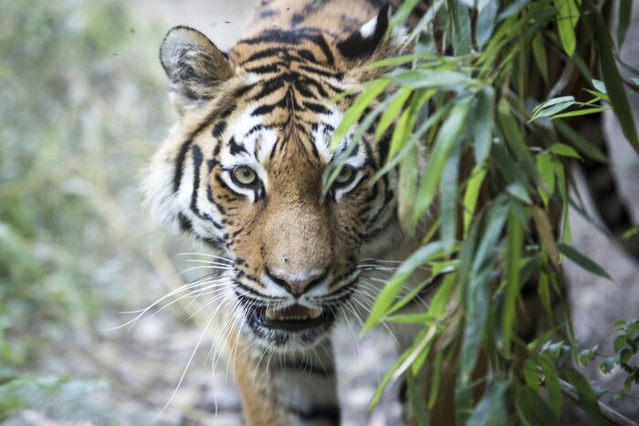 Bild Tiger und Pflanzen