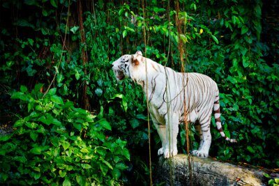 Tiger vor einem hintergrund aus grünen lianen