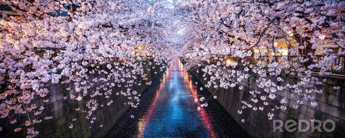 Bild Tokyos kirschblühende Bäume