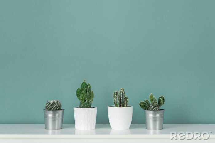 Bild Topfpflanzen an grüner Wand