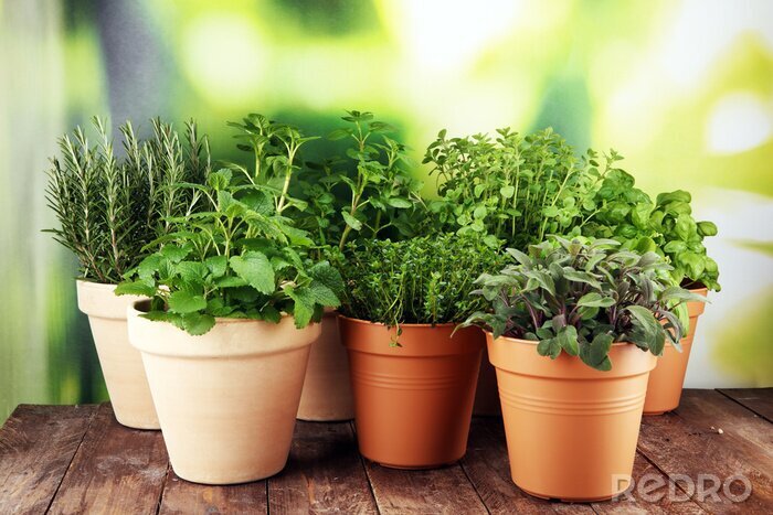 Bild Topfpflanzen auf grünem Hintergrund