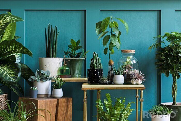 Bild Topfpflanzen mit grüner Wand im Hintergrund