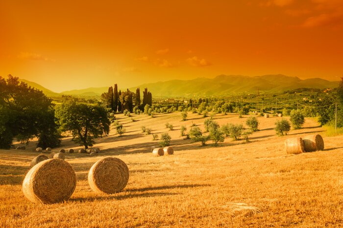 Bild Toskana untergehende Sonne über Feld