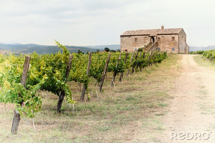 Bild Toskana Weinbau