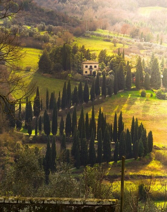 Bild Toskana Zypressen