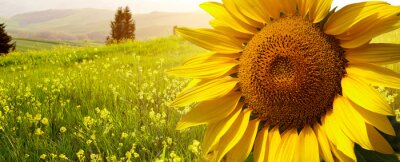 Toskanische Landschaft mit Sonnenblume