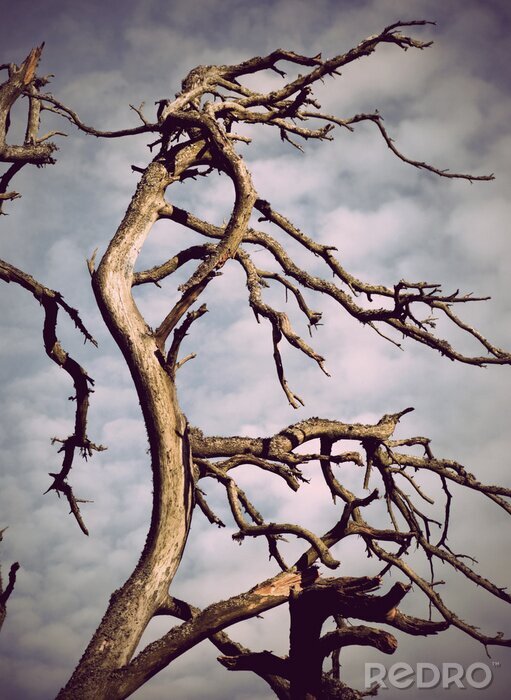 Bild Toter Baum und Natur
