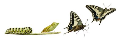 Bild Transformation eines Insekts