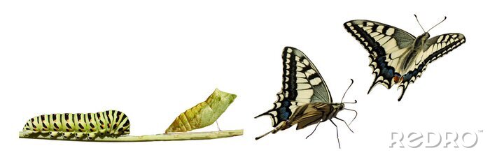 Bild Transformation eines Insekts