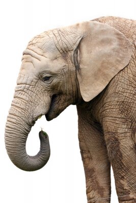 Transparenter Hintergrund und Elefant