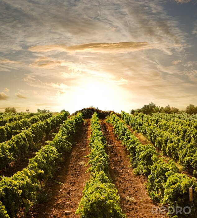 Bild Traubenfeld und Sonnenuntergang im Hintergrund