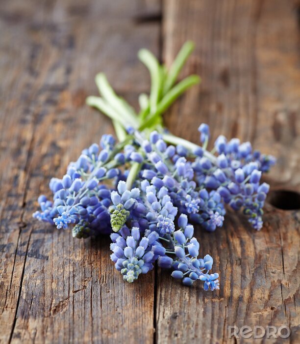 Bild Traubenhyazinthen auf alten Holz-Hintergrund