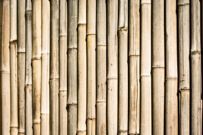 Trockene Bambusse
