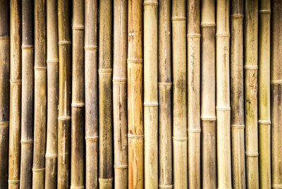 Trockene Bambusstengel