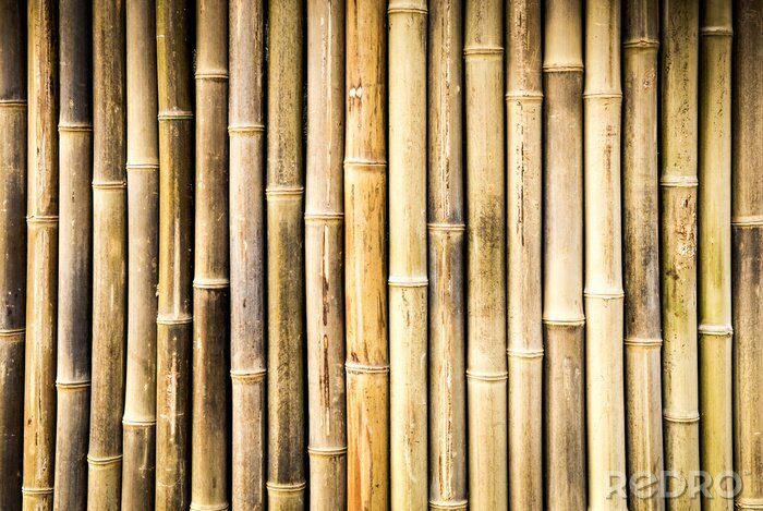 Bild Trockene Bambusstengel