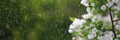 Bild Tropfen des Frühlingsregens