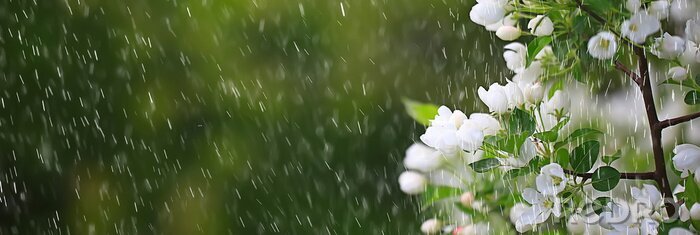 Bild Tropfen des Frühlingsregens